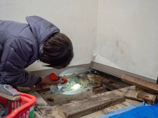 Best Mold Prevention Services  in Blountsville, AL
