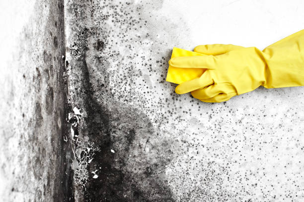 Mold Removal for HVAC Installations in Blountsville, AL