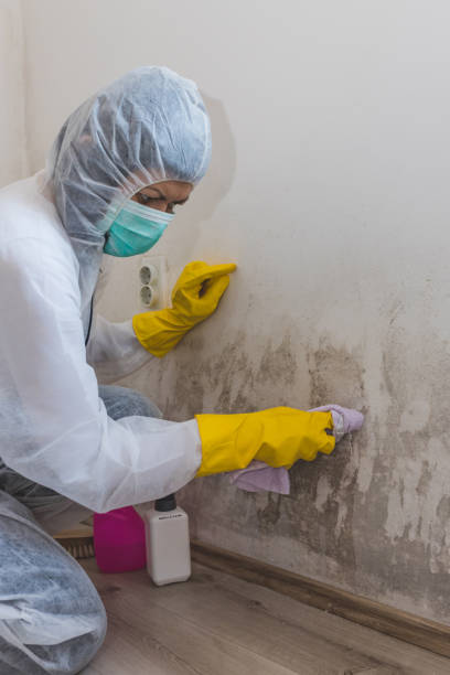 Asbestos and Lead Testing During Mold Inspection in Blountsville, AL