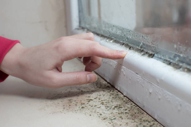 Best Crawl Space Mold Remediation  in Blountsville, AL